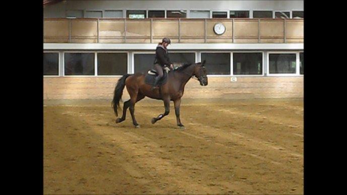 Dansk Varmblod Cowboy-L billede 3