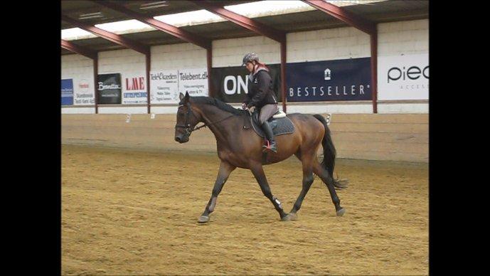 Dansk Varmblod Cowboy-L billede 4