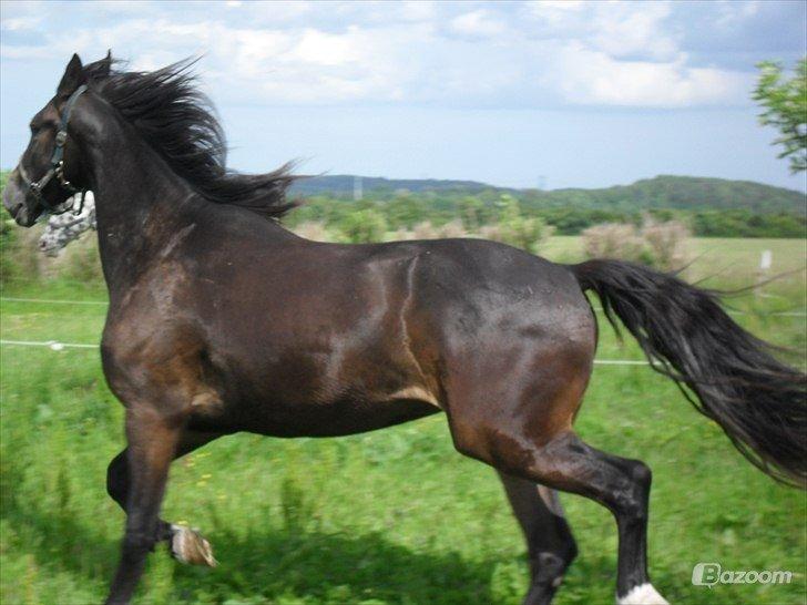 Barockpinto Diablo - Juli 2012 billede 10