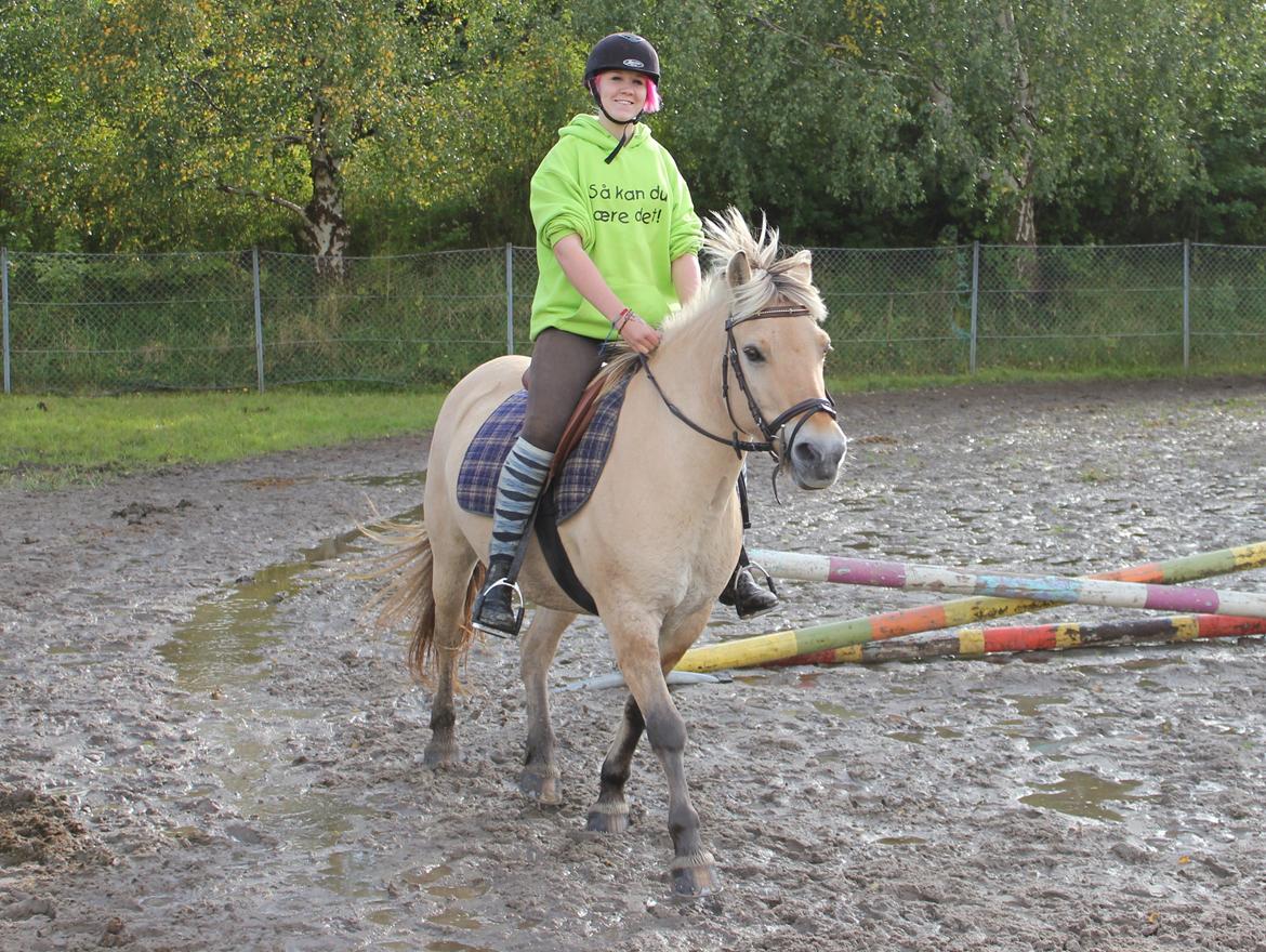 Fjordhest Kabbina - Alting er lidt sjovere med en lille krikke som hende billede 14