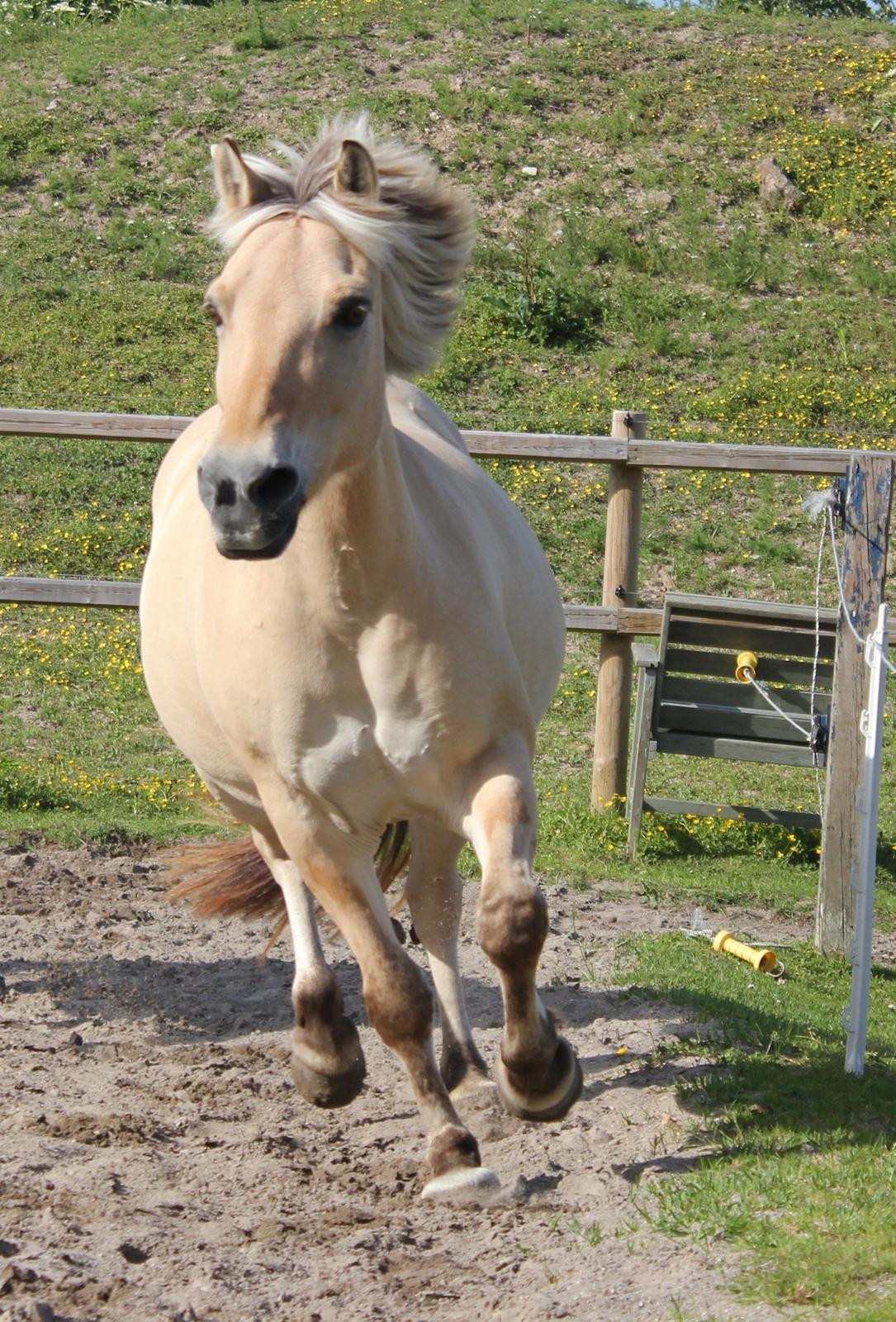 Fjordhest Kabbina billede 1