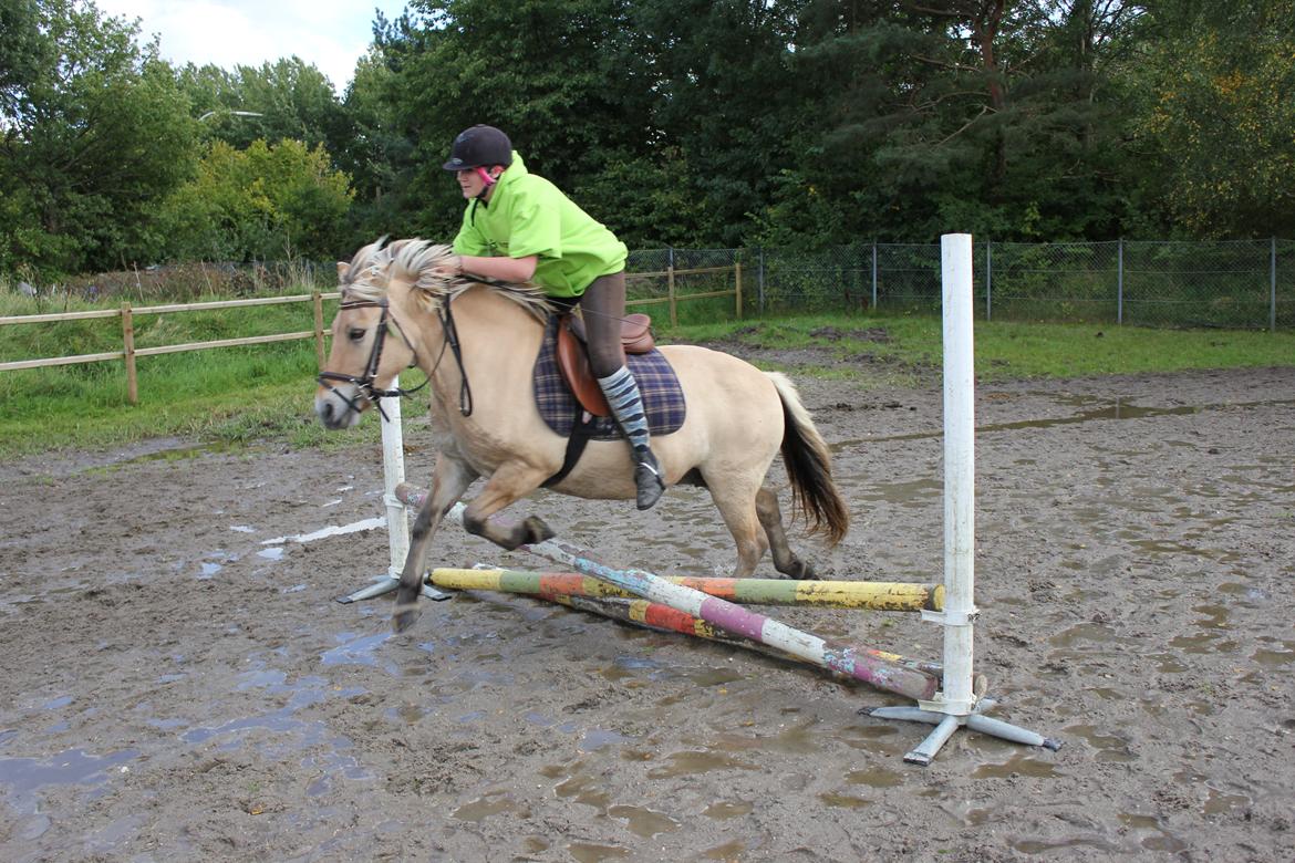 Fjordhest Kabbina - En af de første gange hvor hun rent faktisk sprang  billede 5