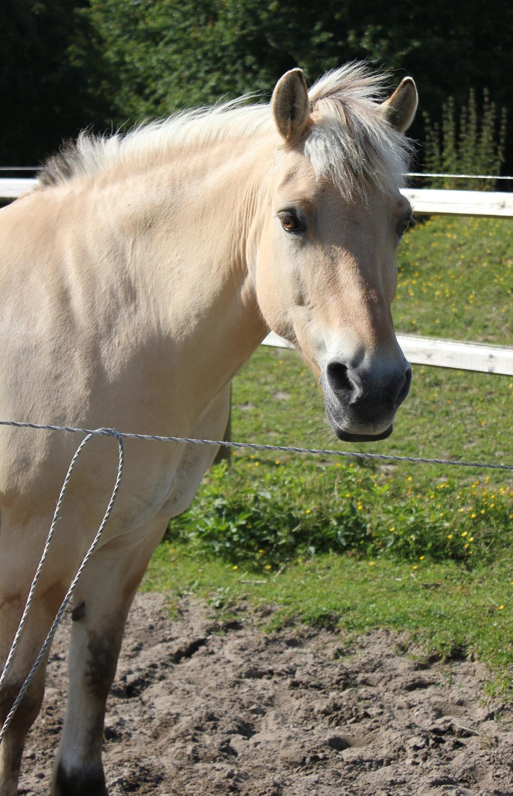 Fjordhest Kabbina - Mega kliché billede, men krikken er flot!  billede 2