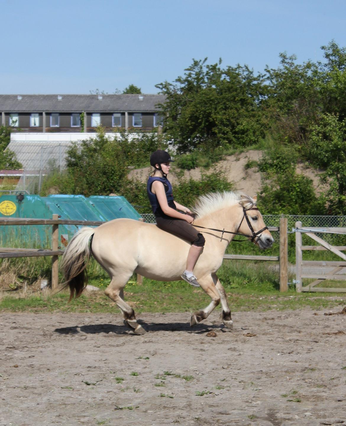 Fjordhest Kabbina billede 16