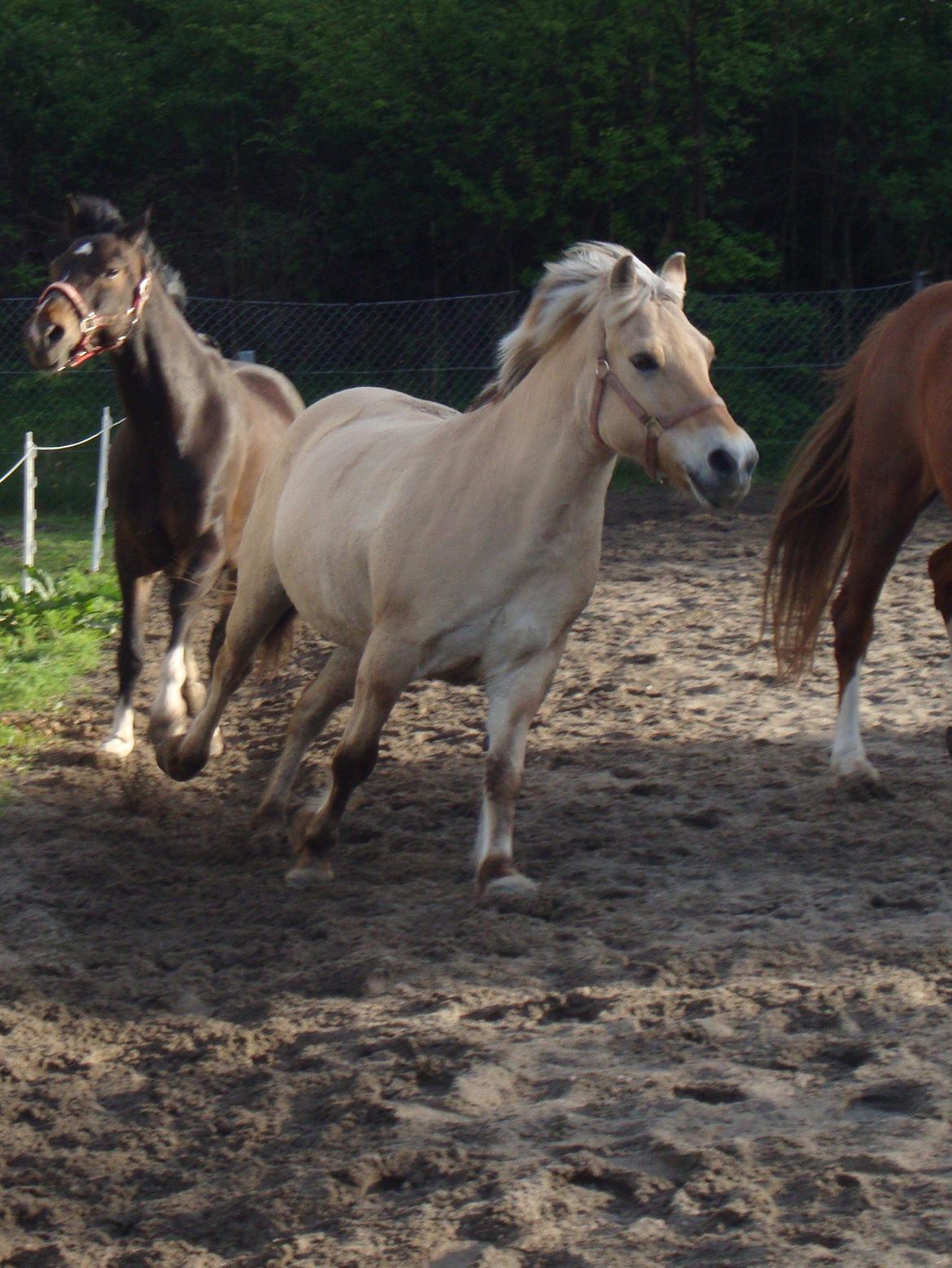 Fjordhest Kabbina billede 9
