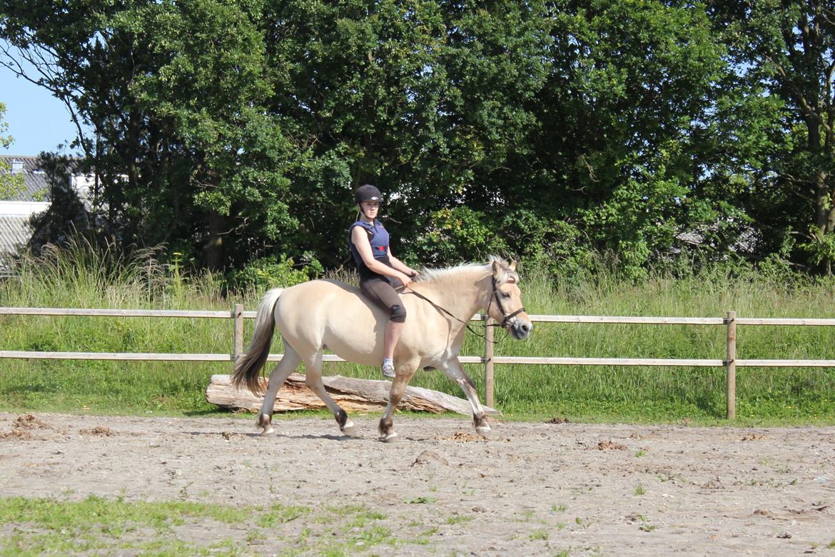 Fjordhest Kabbina billede 11