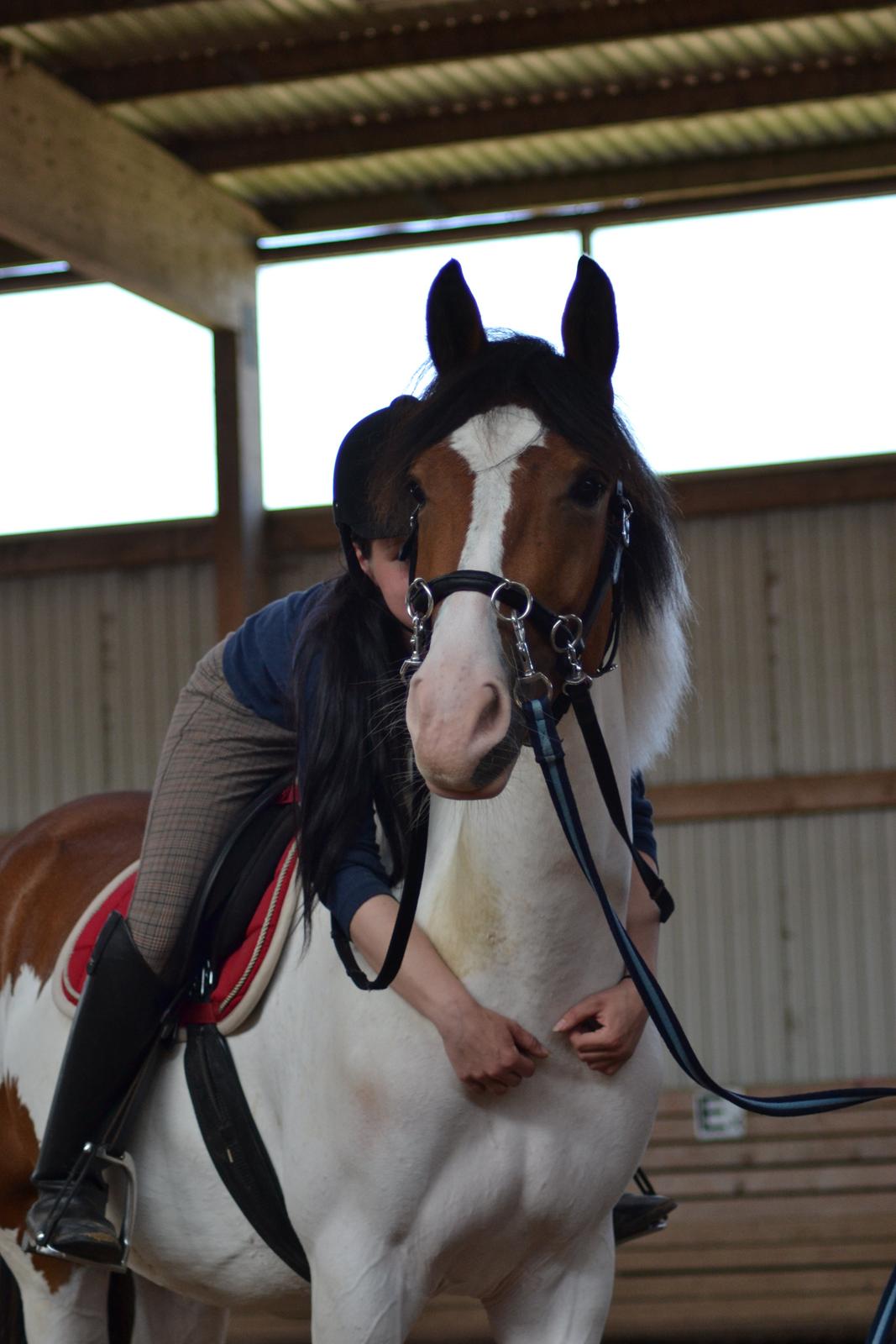Pinto Amira De'Evolet <3 "Baby" †  - 30.6 2012 første gang med rytter på <3 billede 3