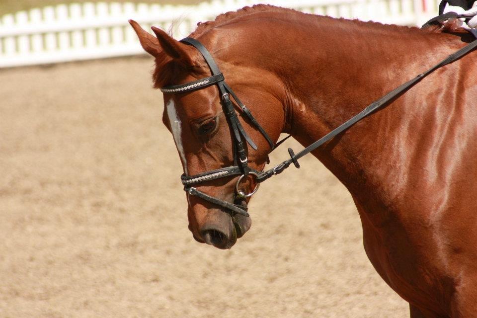 Dansk Varmblod Limone - Odsherred Rideklub, Juli 2012 - © Michelle Mejlby Rasmussen billede 15