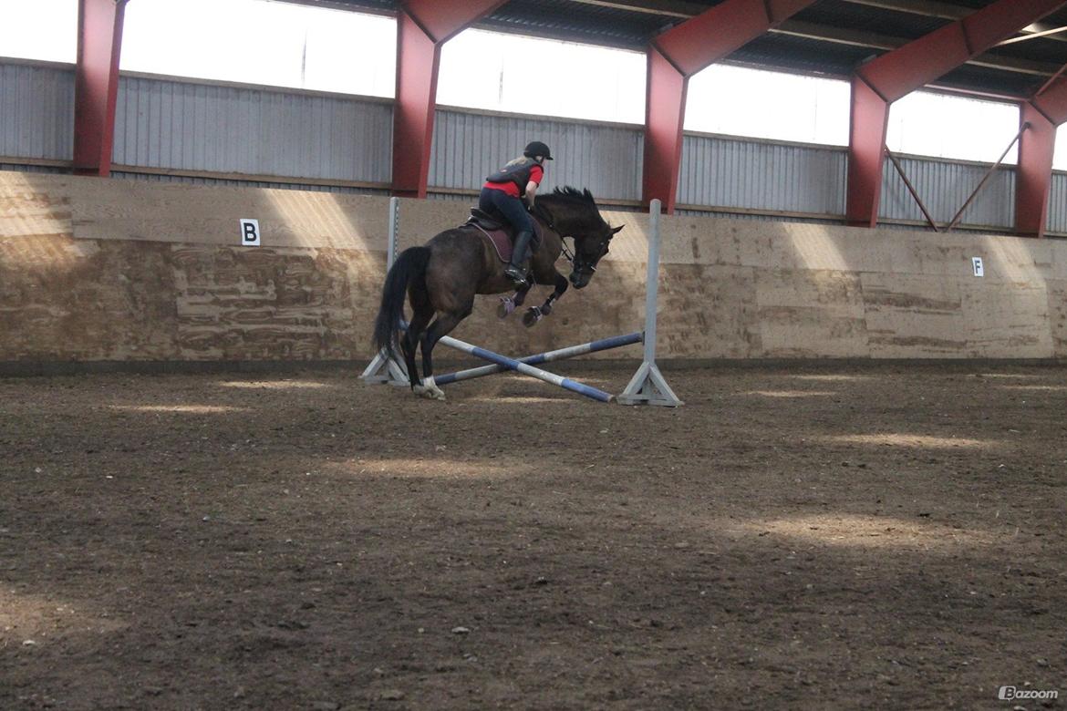 Dansk Varmblod Gredstedgårds Regitze - Friends are angels that lift us to our feet when our wings have trouble remembering how to fly billede 10