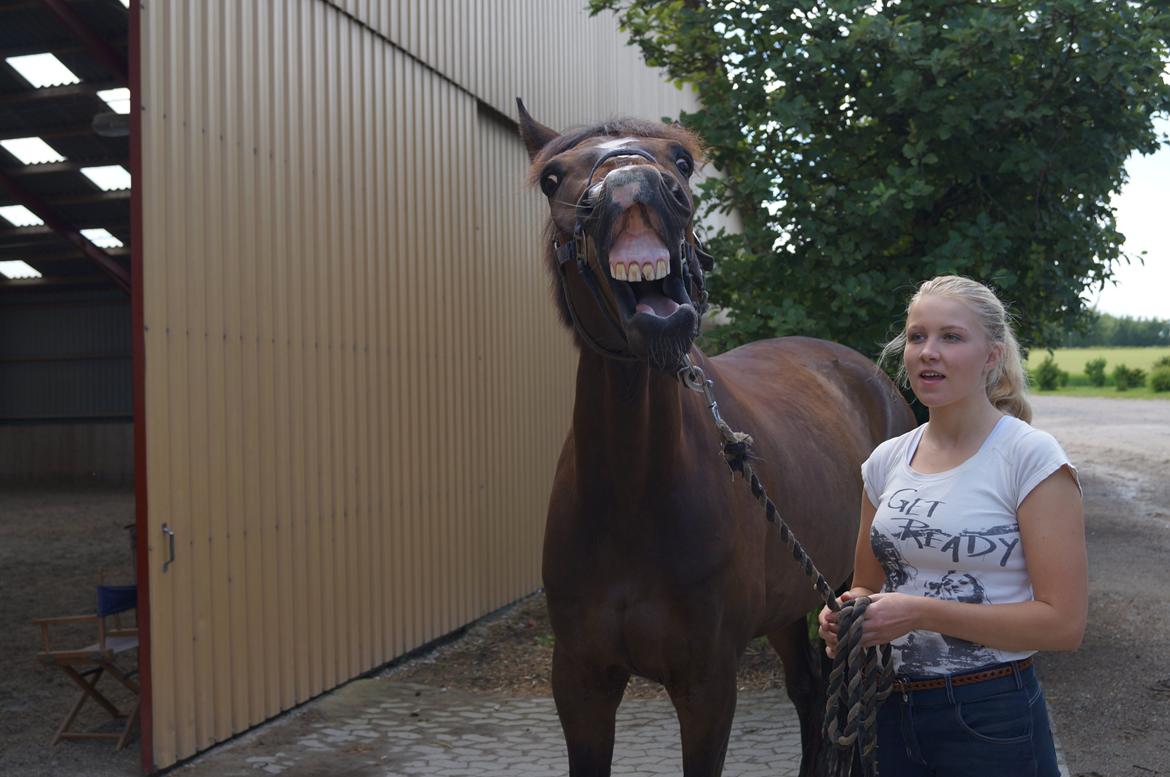 Dansk Varmblod MK´s Oscar billede 6