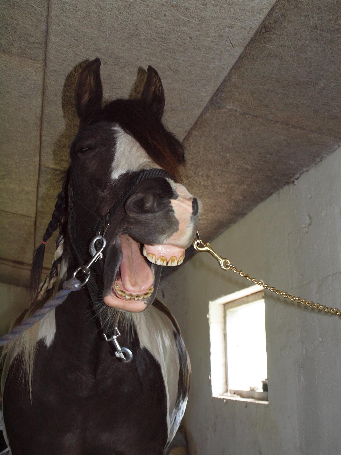 Irish Cob Walter  billede 18