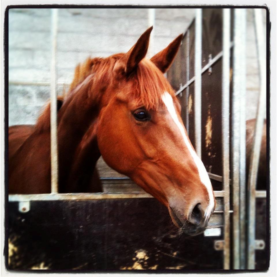 Dansk Varmblod Virgin´s Salsa - Røde
 billede 13