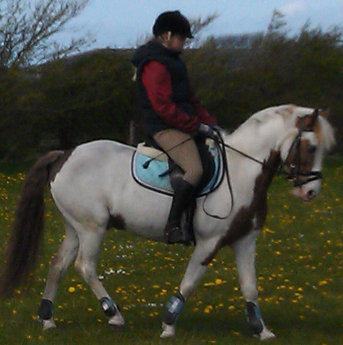 Paint Rosenlyst´s Shane!<3 (Bertil) billede 14