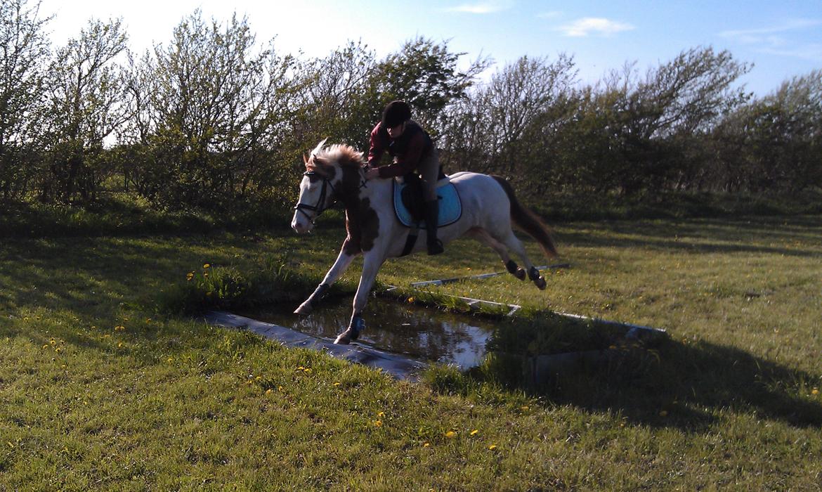 Paint Rosenlyst´s Shane!<3 (Bertil) billede 15