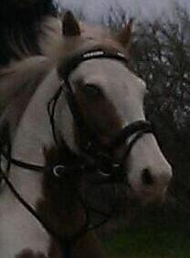 Paint Rosenlyst´s Shane!<3 (Bertil) billede 19