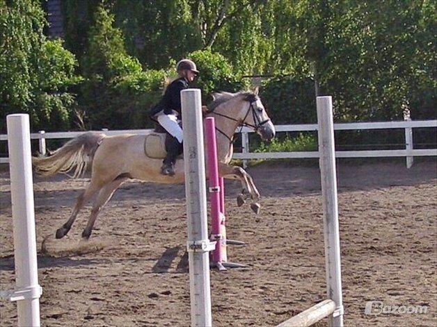 Anden særlig race Jolly Jumper 'Solgt' - Spring stævne billede 17