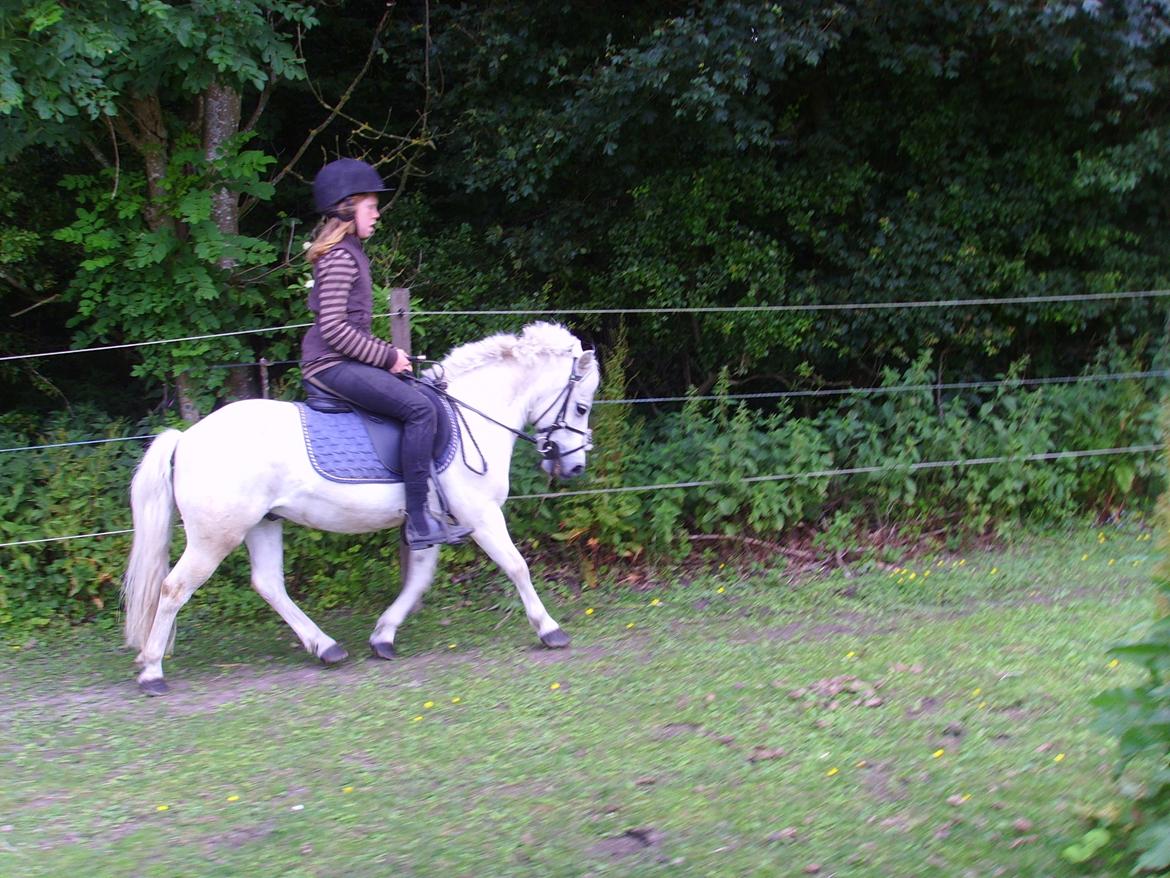 Anden særlig race Kasper billede 12