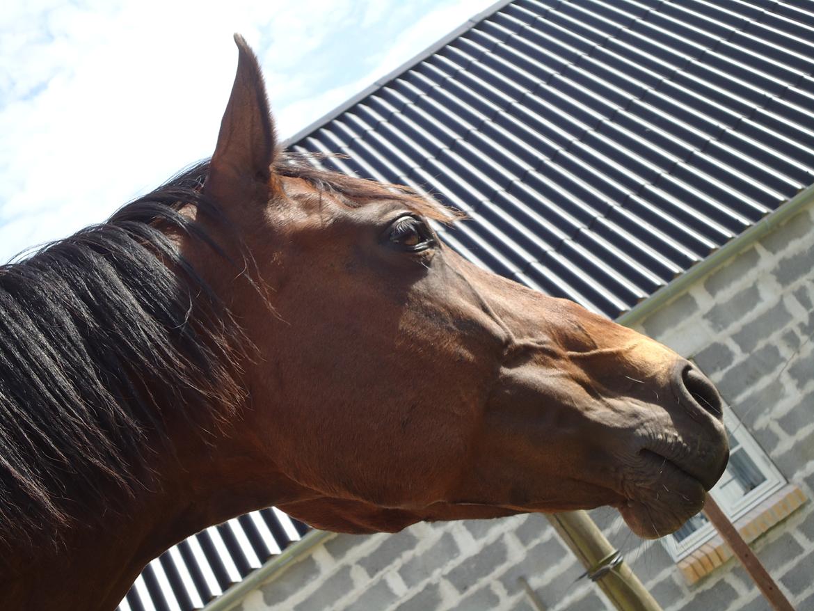 Dansk Varmblod - Fairline billede 3