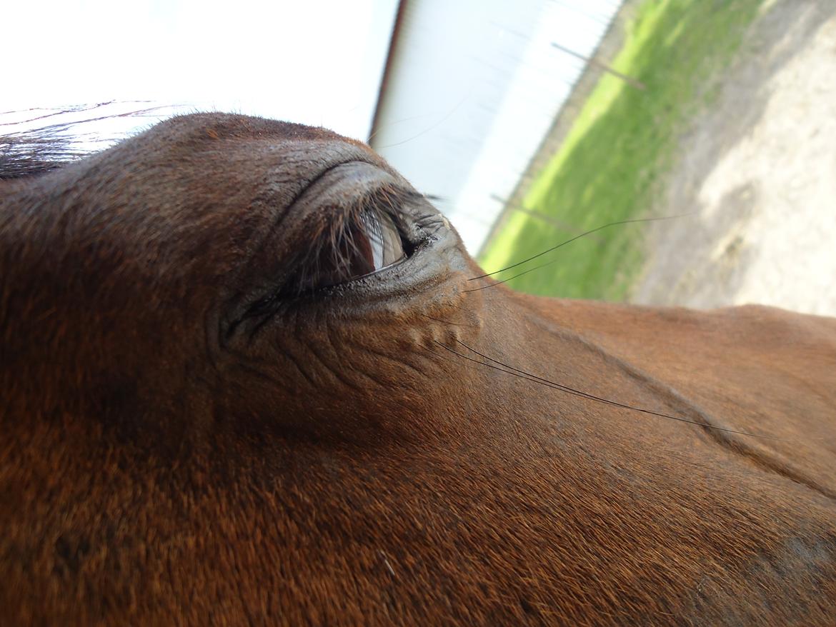 Dansk Varmblod - Fairline billede 4