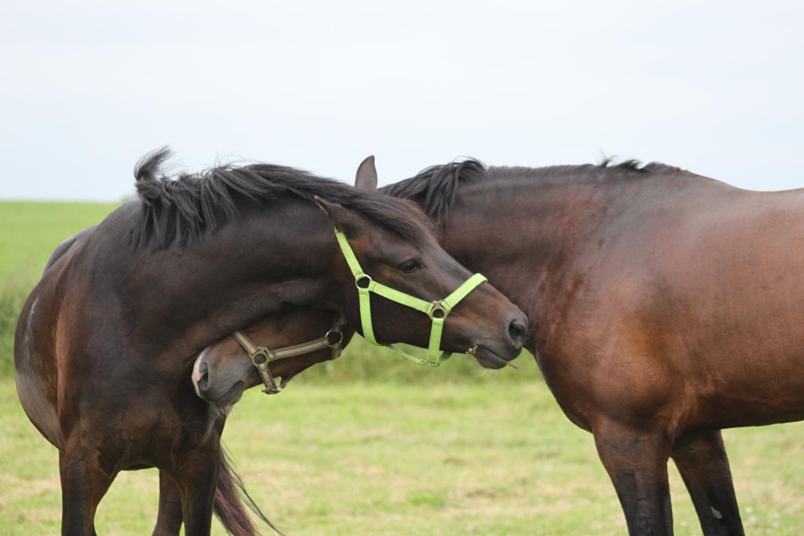 DSP DiNozzo IWE. - Dino og Coco.<3
6 Juli 2012.
Foto: Natascha Jensen. billede 13