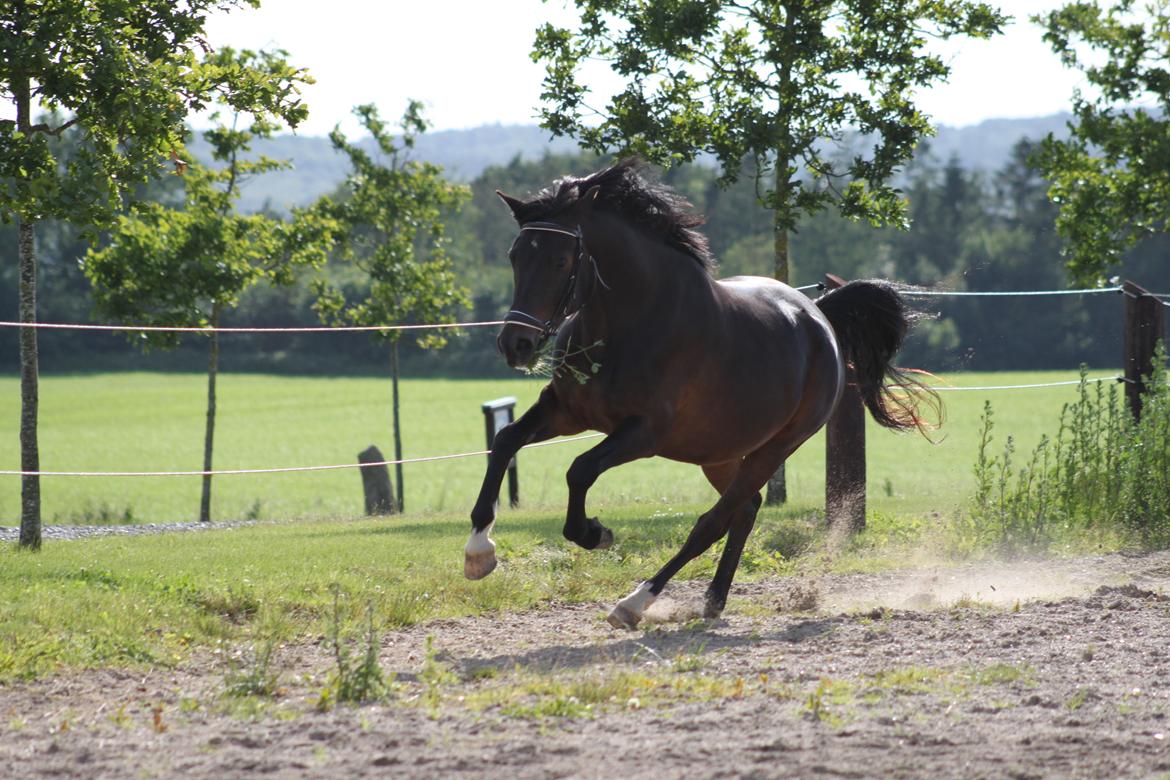DSP DiNozzo IWE. - Foto: Mie Skoubo. billede 20