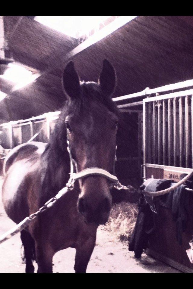 Oldenborg Molly :'(<3 billede 8