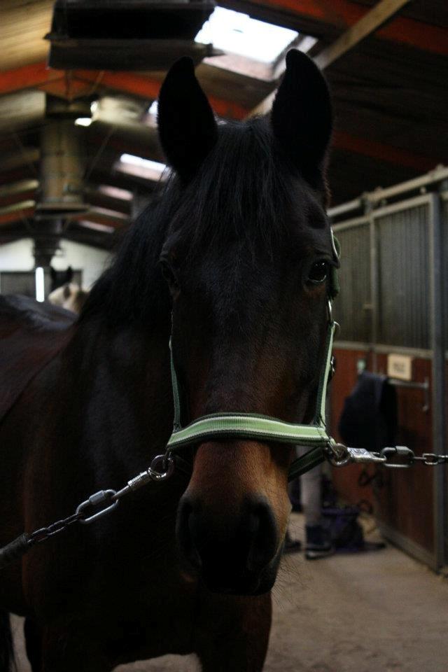 Oldenborg Molly :'(<3 billede 10