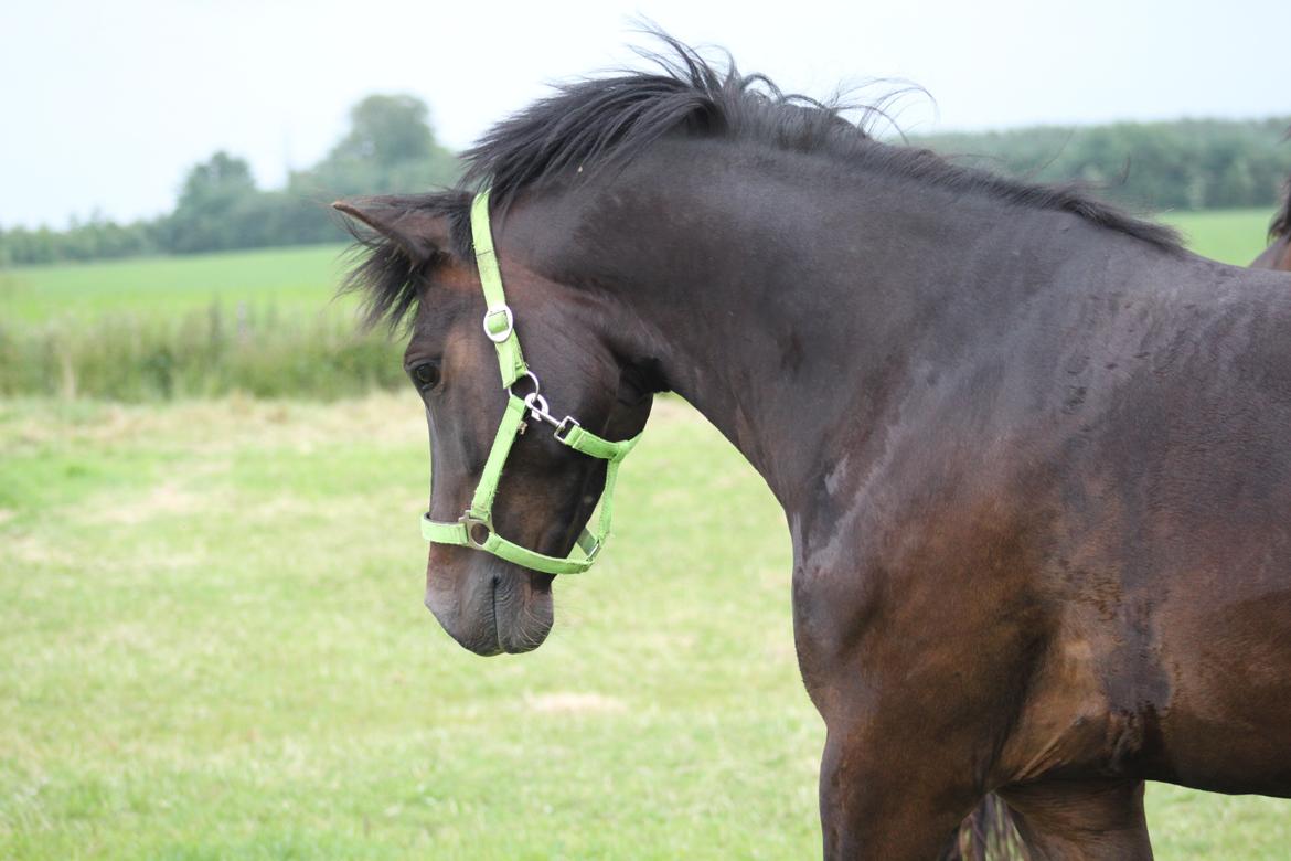 DSP DiNozzo IWE. - Hingsten er i ham altid gemt, og vil aldrig blive glemt.
6 Juli 2012.
Foto: Natascha Jensen. billede 21