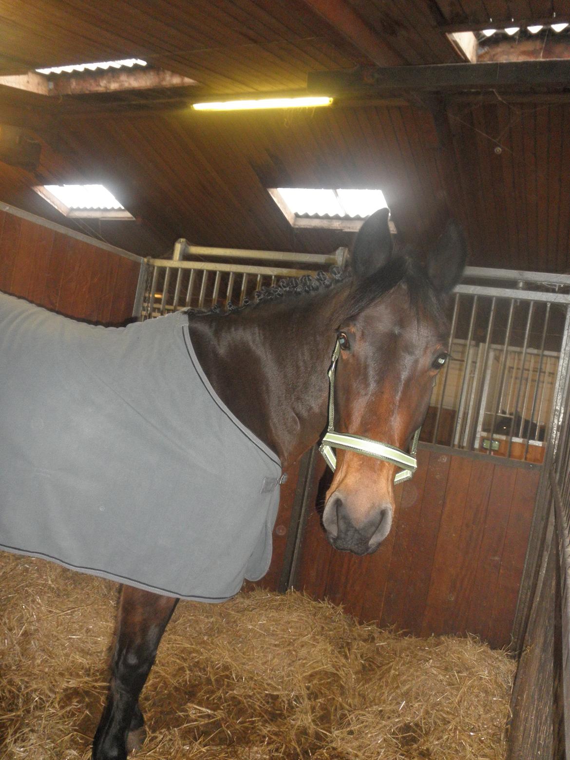 Oldenborg Molly :'(<3 billede 14