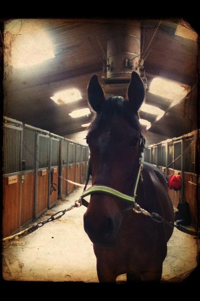 Oldenborg Molly :'(<3 billede 15