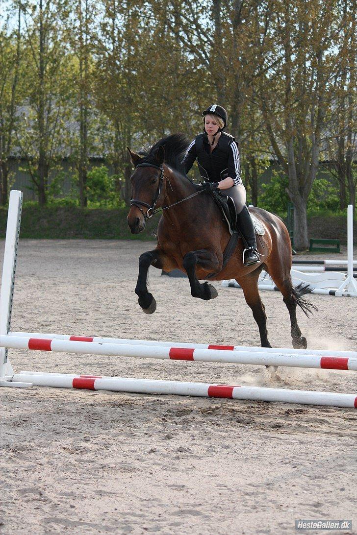 Oldenborg Molly :'(<3 billede 16