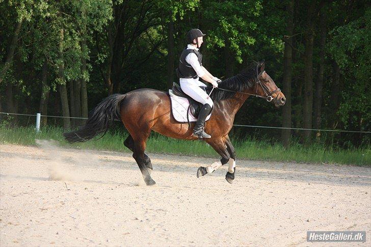 Oldenborg Molly :'(<3 billede 17