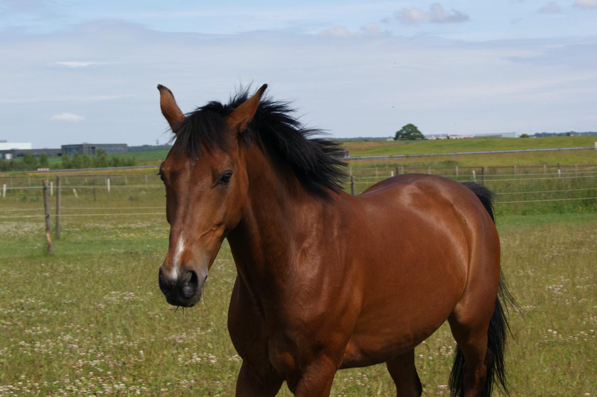 DSP Kenobi *Solgt* - Lille ponz <3 Foto: Felicia billede 11