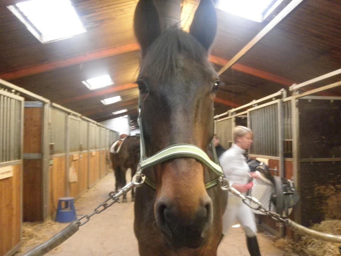 Oldenborg Molly :'(<3 billede 20