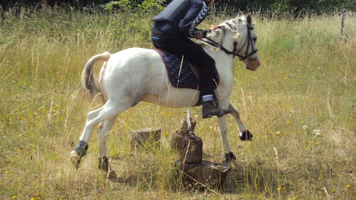 Anden særlig race Hannibal  - På den gamle ridebane :-)
<br>
<br>
Foto: Siff :-) billede 14
