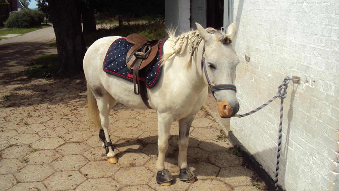 Anden særlig race Hannibal  - På tur med Siff :-)
<br>
<br>
Foto: Mig :-) billede 3