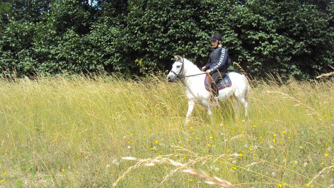 Anden særlig race Hannibal  - På den gamle ridebane :-)
<br>
<br>
Foto: Siff :-) billede 6