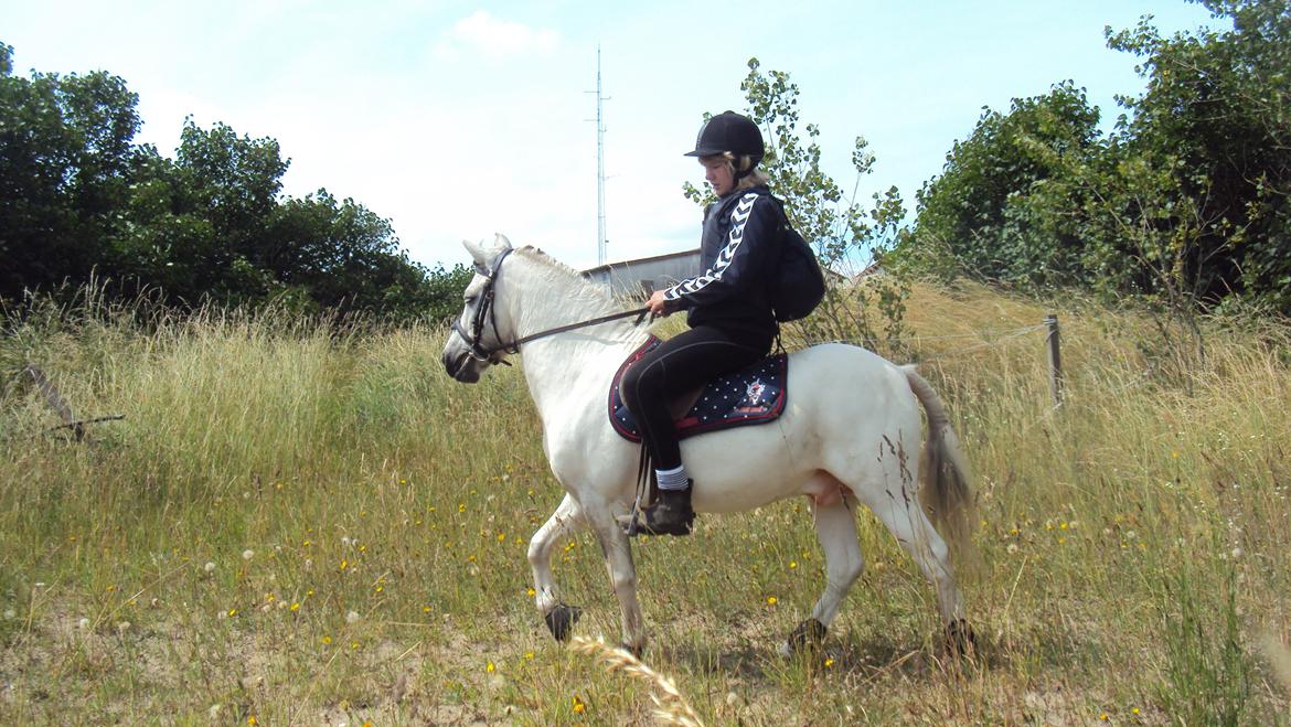 Anden særlig race Hannibal  - På den gamle ridebane :-)
<br>
<br>
Foto: Siff :-) billede 18