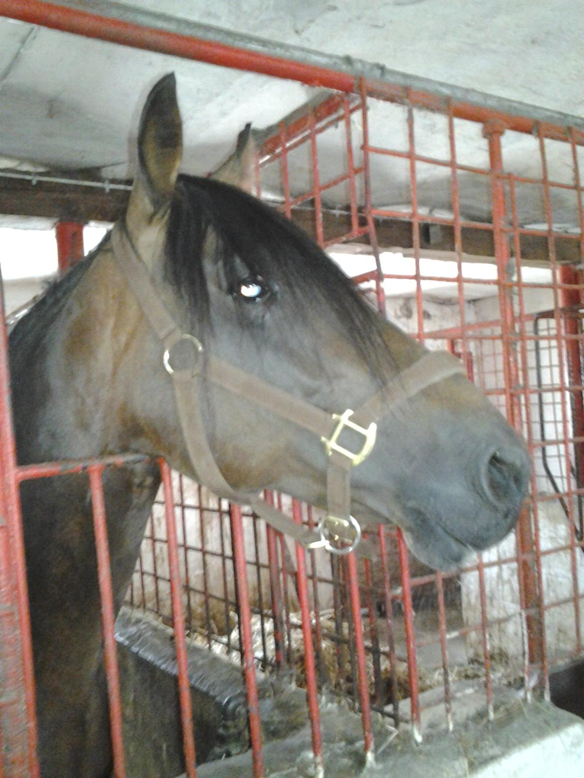 Anden særlig race Øland's Victory of patience - lad vær' med bare at stå der, snak med mig, for satan! :D billede 13