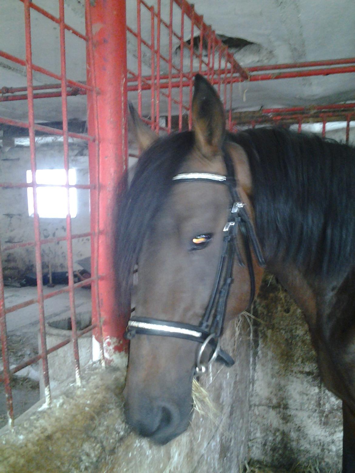 Anden særlig race Øland's Victory of patience - Med nyt hovedtøj :) 
- Biddet er ikke den bedste ven man kan få.  billede 14