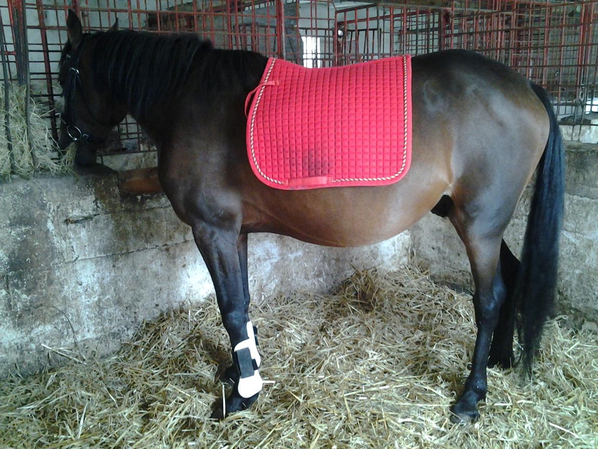 Anden særlig race Øland's Victory of patience - hovedtøj, gamasher og underlag, nu mangler vi bare sadlen, og rytteren :D billede 15