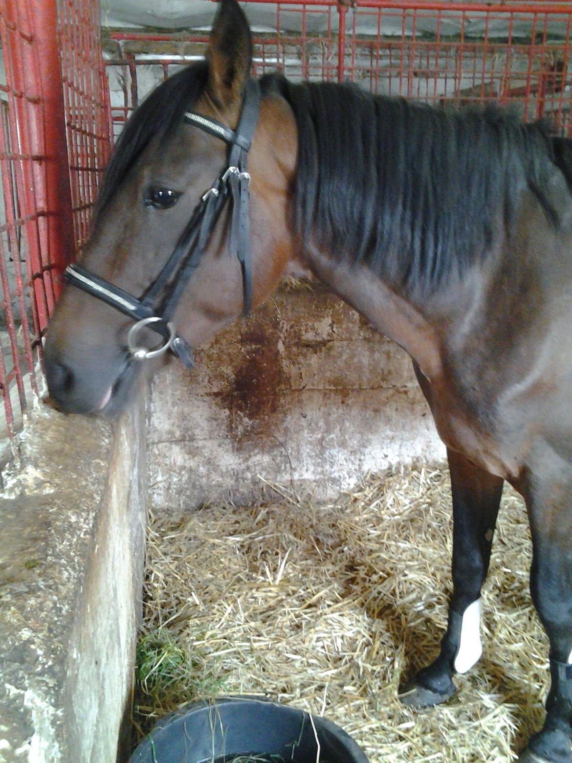 Anden særlig race Øland's Victory of patience - '' er ikke helt tilfreds med min situation'' :) billede 16