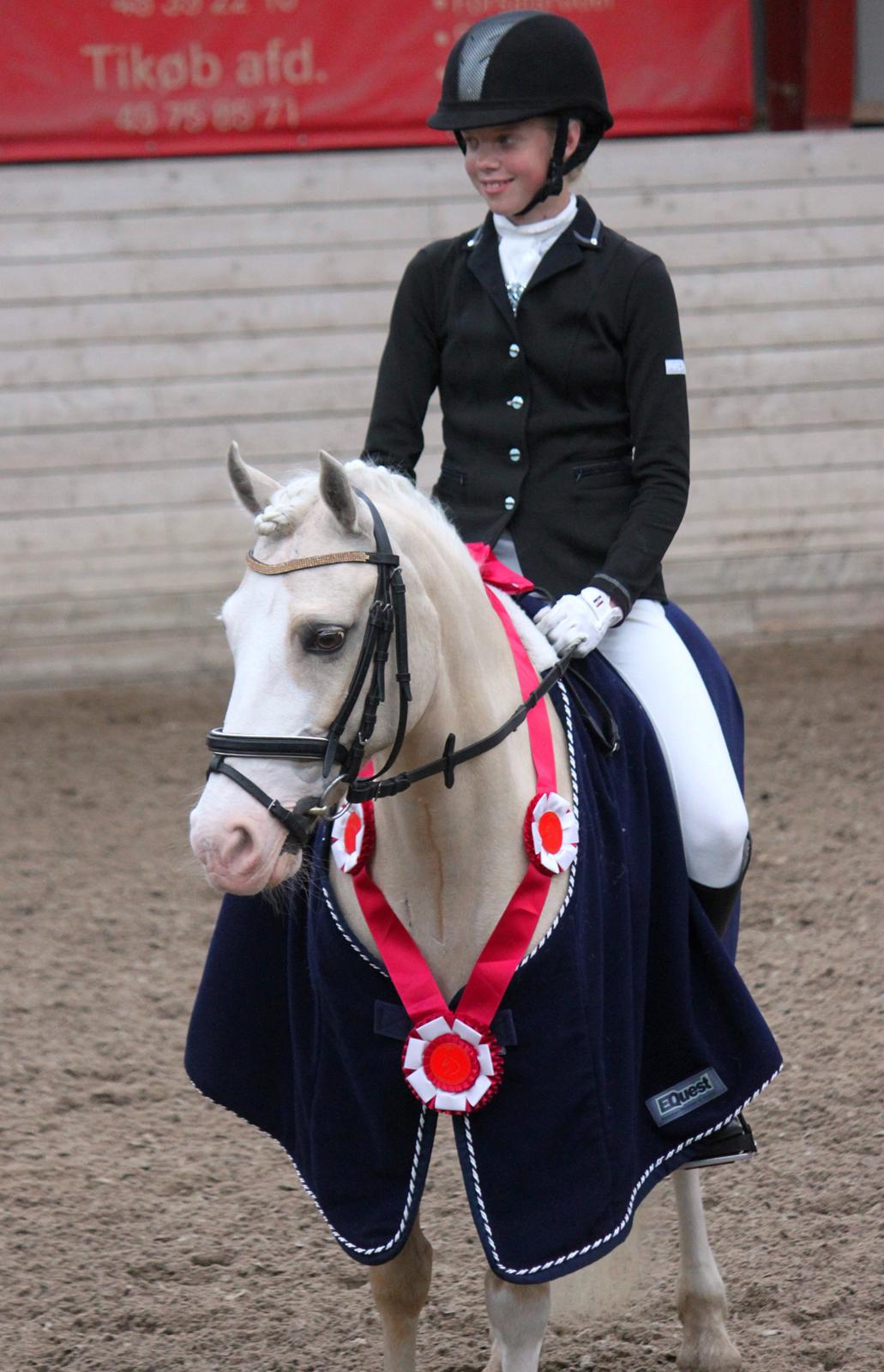 Welsh Pony af Cob-type (sec C) Rosengårdens Nakuma - 7# Louise & Nakuma - Distriktsmester 2012! :) D. 24/6-12. Foto: Mig billede 7