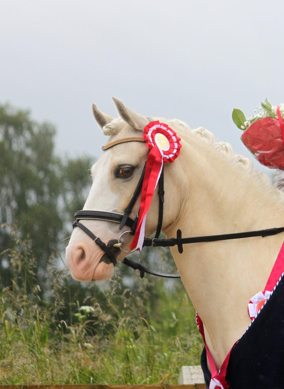 Welsh Pony af Cob-type (sec C) Rosengårdens Nakuma - 14# Smukke Nakuma - individuel distriktsmester 2012! :) D. 24/6-12. Foto: Mig billede 14