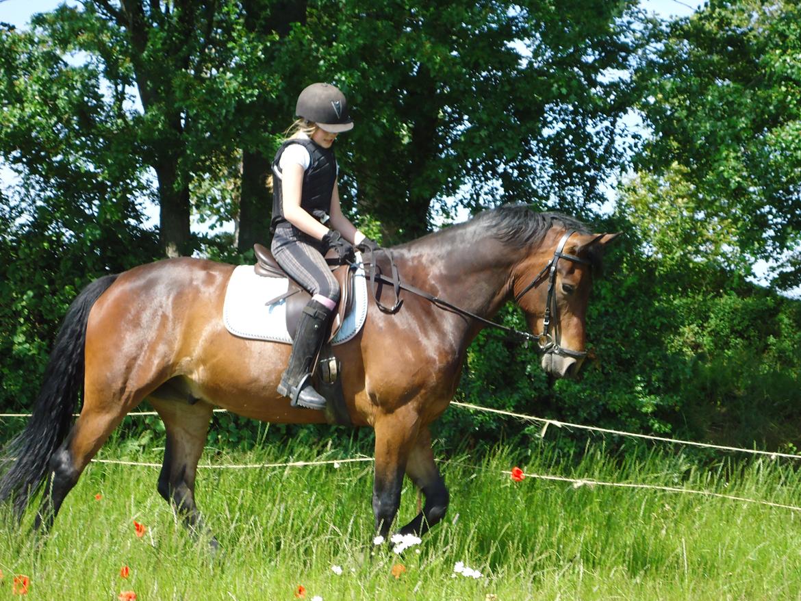 Anden særlig race Bruno - Min lillesøster på 11 rider på Bruno.
04-07-2012 billede 5