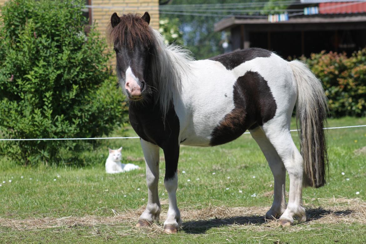 Shetlænder Nini. *Baby* - 6. plads hos Intershowhorse. Med teksten: Fin lille hest som selv har stillet sig op. billede 9