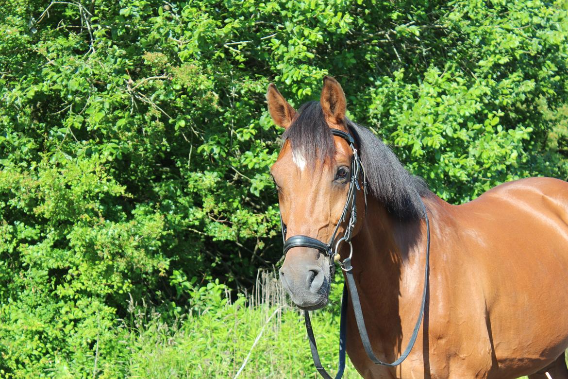 Dansk Varmblod Chico - Dejlige hest:)<3 billede 1