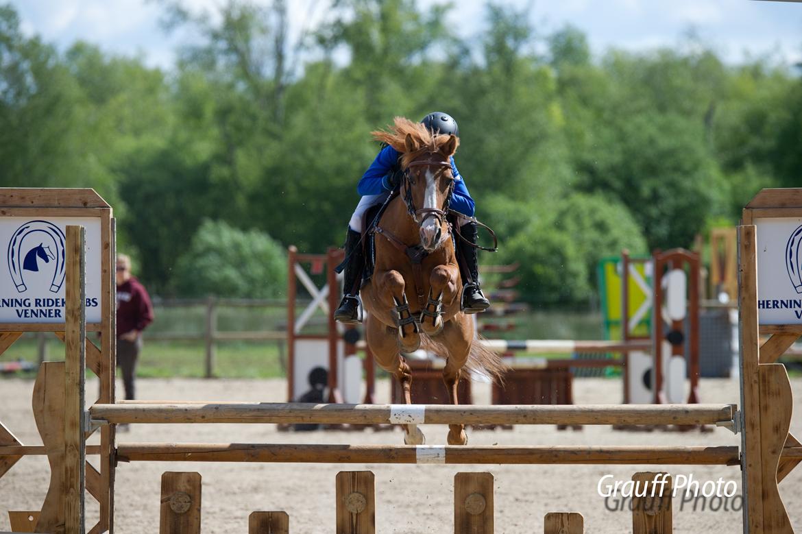 Hollandsk Sportspony Orchid´s Mirabile<3 A-pony billede 10