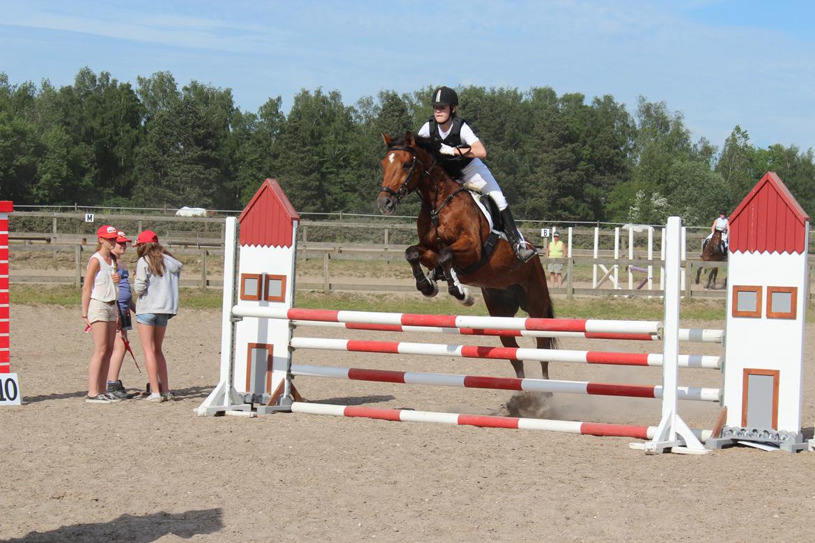 Dansk Varmblod Chico - LC billede 12