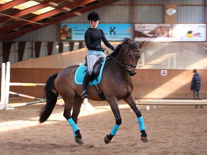 Dansk Varmblod Hønnerups Force - Force og mig, forår 2012 billede 15